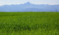 Monviso sul tappeto