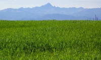 Monviso sul tappeto