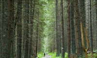 Vertical limits tree